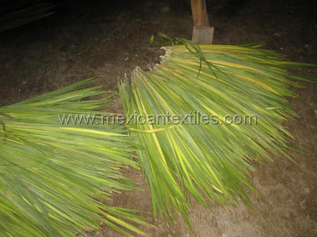 cozomatlan_nahua14.JPG - Palm before it is prepared by boiling it , it is them dried and then can be weaved into a braid. The Nahuatl speaking people of the region are paid .30 Mexican cents per meter (39") .